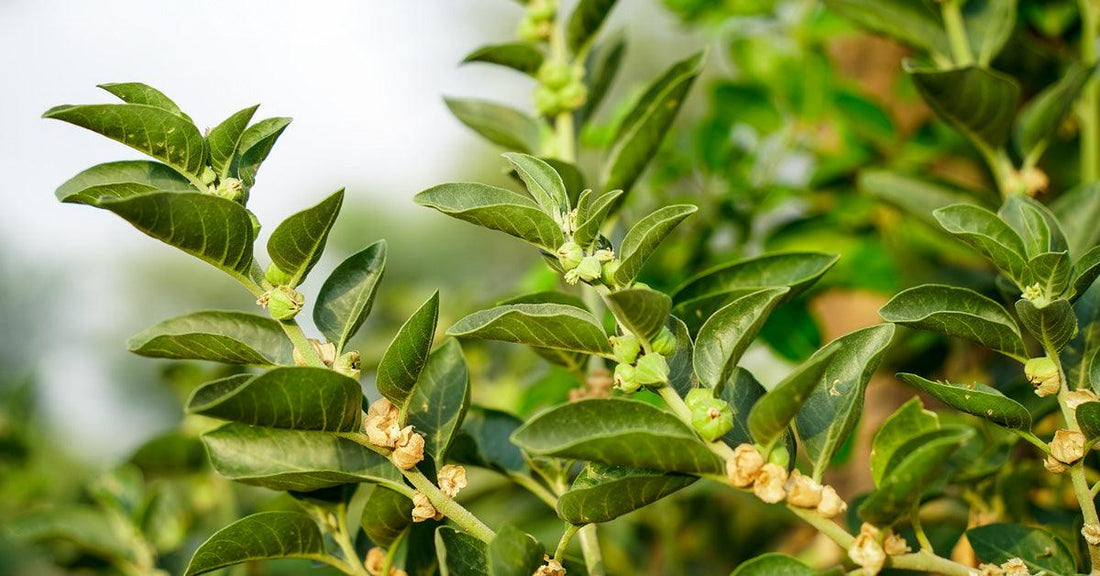 Ashwagandha, tout savoir sur cet adaptogène ultime - La Boite à Grains