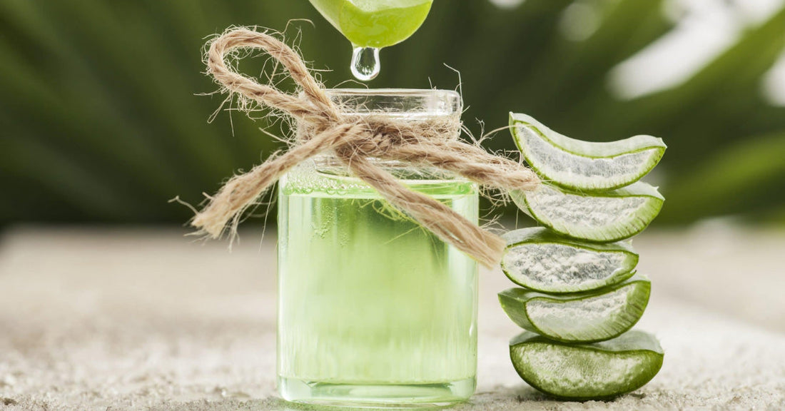 L’Aloe Vera, une Plante aux Précieuses Propriétés Médicinales - La Boite à Grains