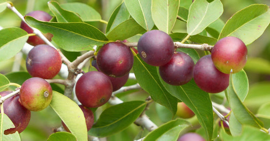 camu camu Piur 1 - La Boite à Grains