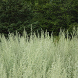 Absinthe Grande Organic Les Jardins de l’Écoumène