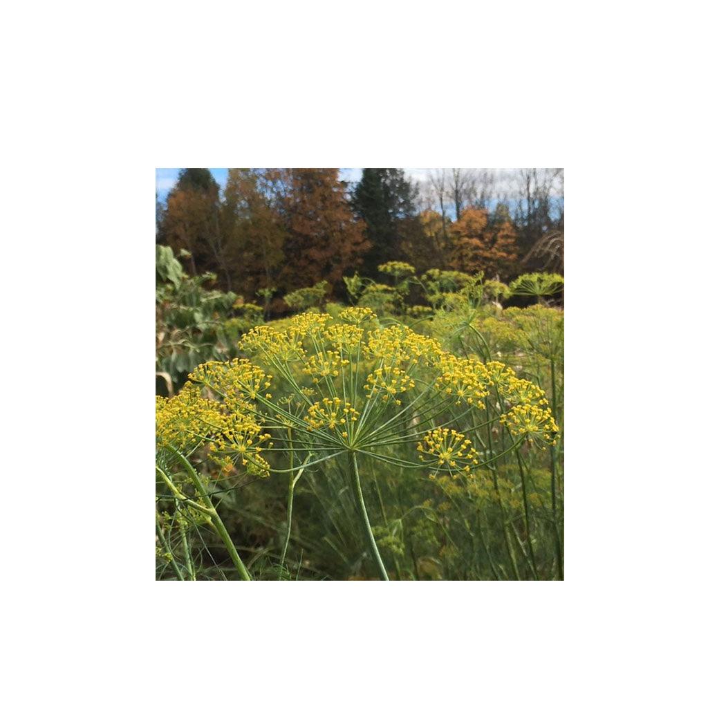 Aneth Bouquet Biologique (Semences) Semences Nordiques - La Boite à Grains