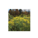 Aneth Bouquet Biologique (Semences) Semences Nordiques - La Boite à Grains