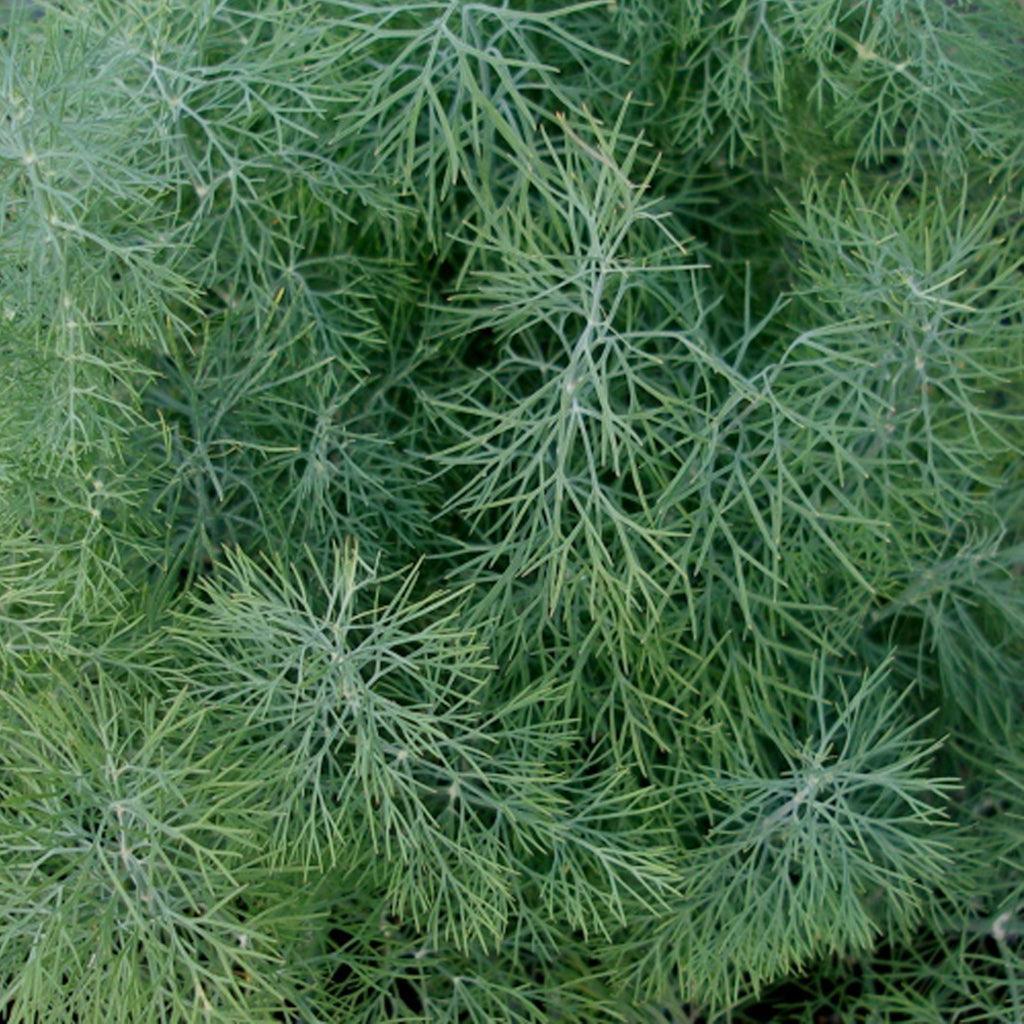 Aneth de Jardin Biologique Les Jardins de l'Écoumène - La Boite à Grains