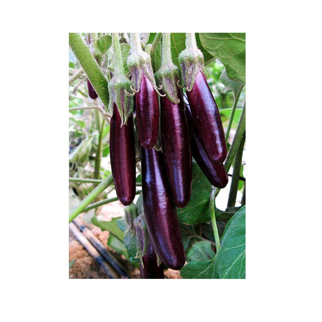 Organic Little Finger Eggplant (Seeds) Nordic Seeds - La Boite à Grains