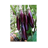Organic Little Finger Eggplant (Seeds) Nordic Seeds - La Boite à Grains