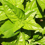 Organic Genovese Basil Les Jardins de l'Écoumène - La Boite à Grains