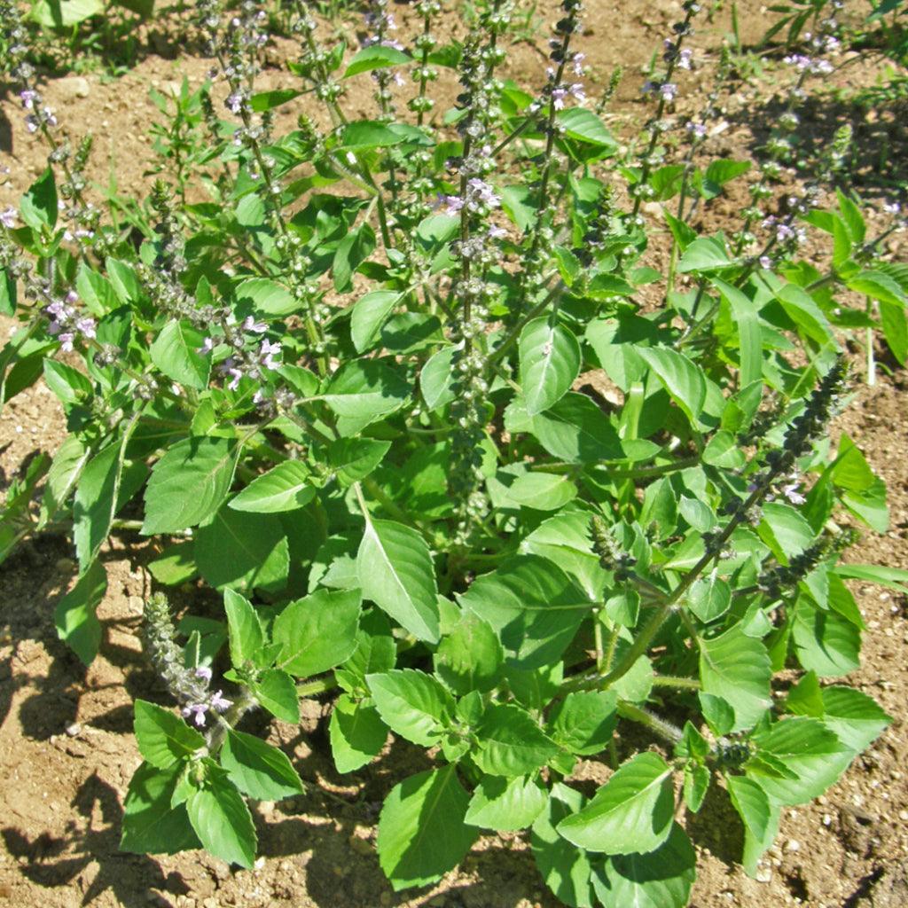 Organic Holy Basil Les Jardins de l'Écoumène - La Boite à Grains