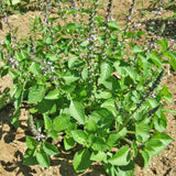 Basilic Sacré Biologique Les Jardins de l'Écoumène - La Boite à Grains