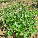 Organic Holy Basil Les Jardins de l'Écoumène - La Boite à Grains