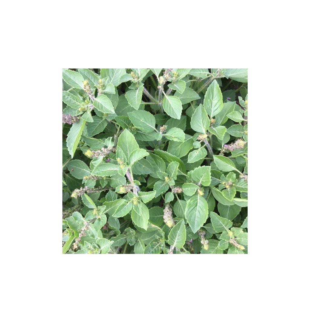 Basilic Sacré Biologique (Semences) Semences Nordiques - La Boite à Grains