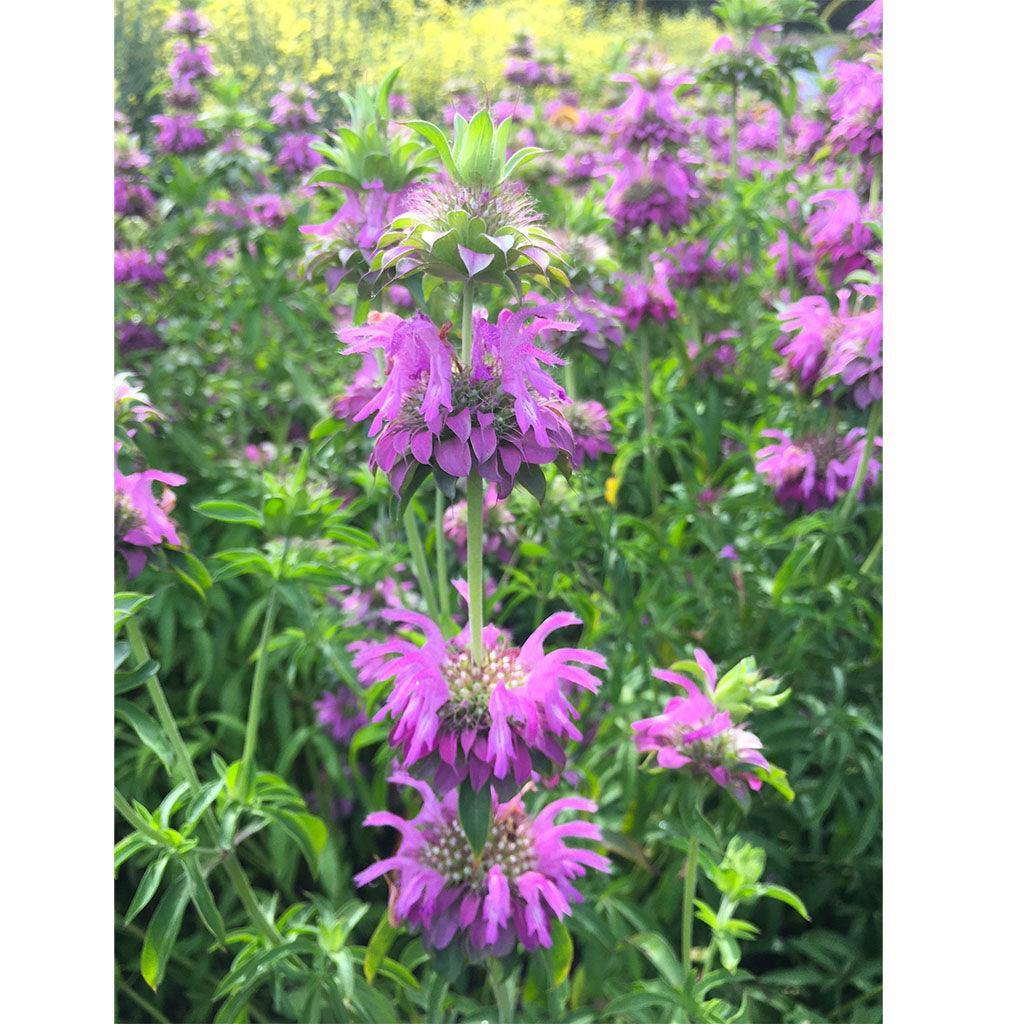 Organic Wild Bergamot (Seeds) Nordic Seeds - La Boite à Grains
