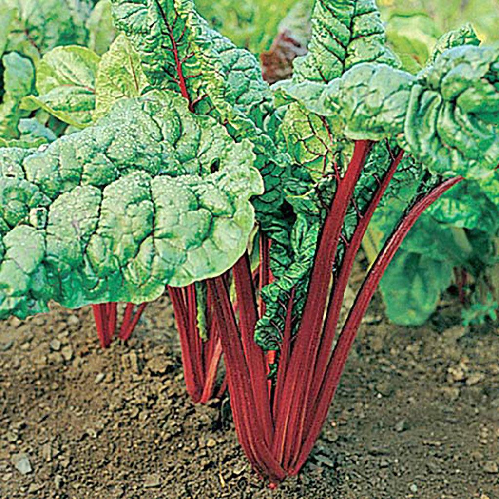 Bette à Carde Rhubarb Red Biologique Les Jardins de l'Écoumène - La Boite à Grains