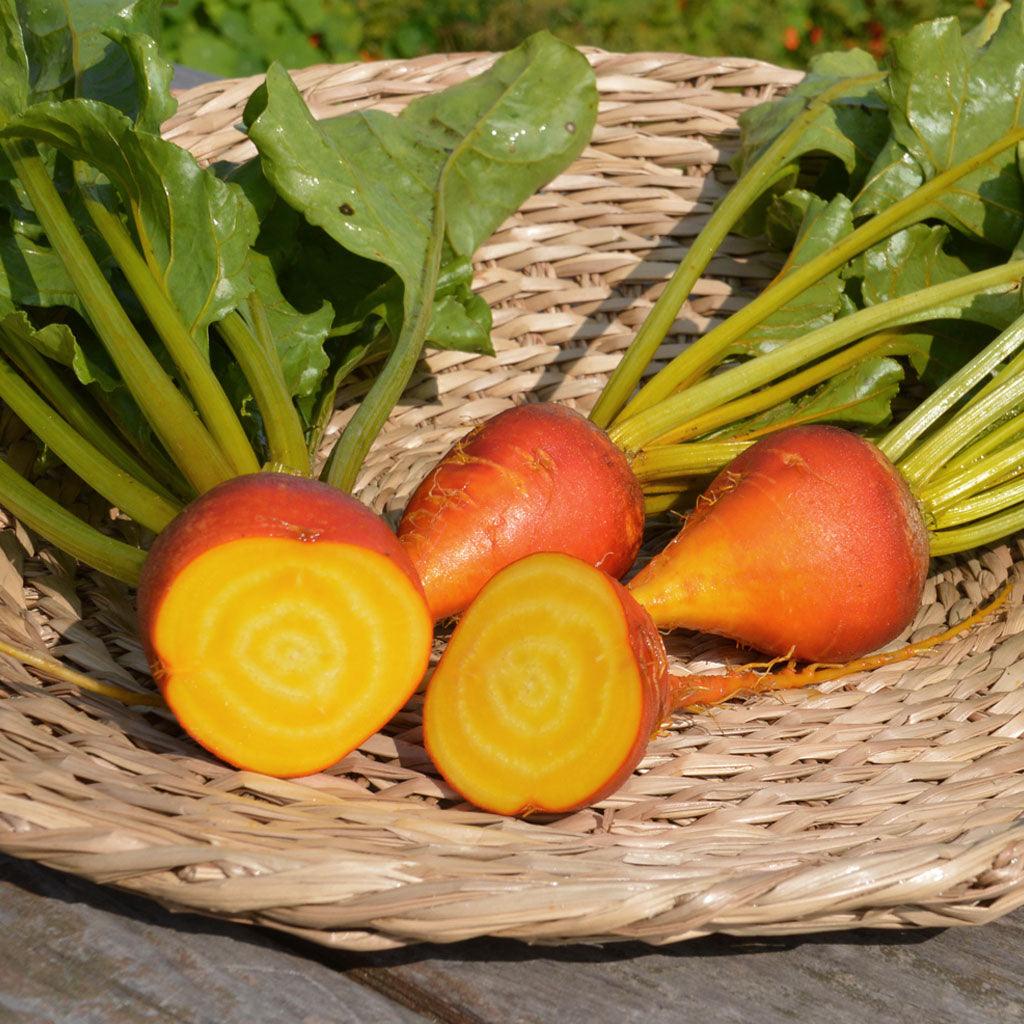 Betterave Touchstone Gold Biologique Les Jardins de l'Écoumène - La Boite à Grains
