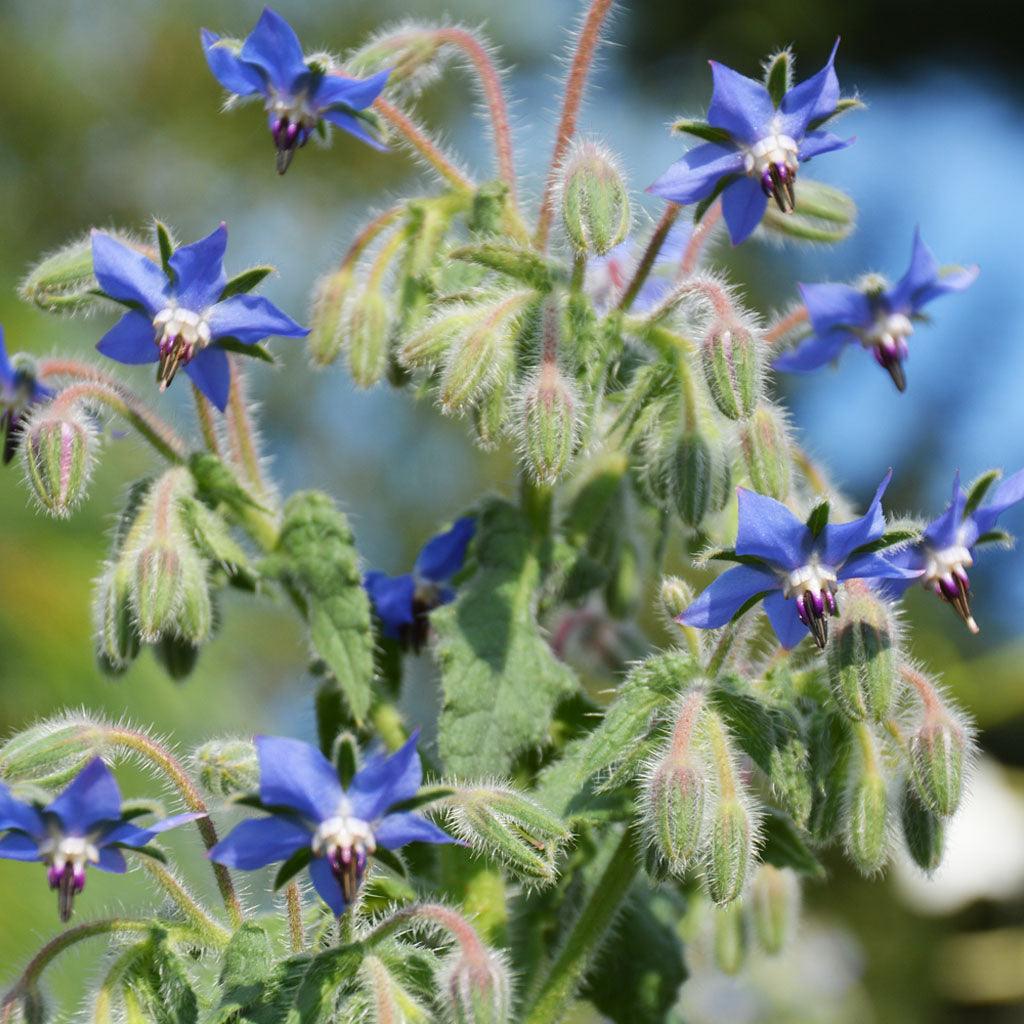 Bourrache Officinale Biologique Les Jardins de l'Écoumène - La Boite à Grains