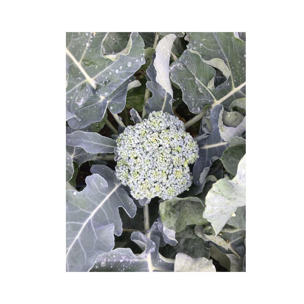 Brocoli De Cicco Biologique (Semences) Semences Nordiques - La Boite à Grains