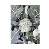 Brocoli De Cicco Biologique (Semences) Semences Nordiques - La Boite à Grains