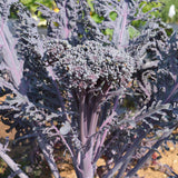 Brocoli Purple Peacock Biologique Les Jardins de l'Écoumène - La Boite à Grains