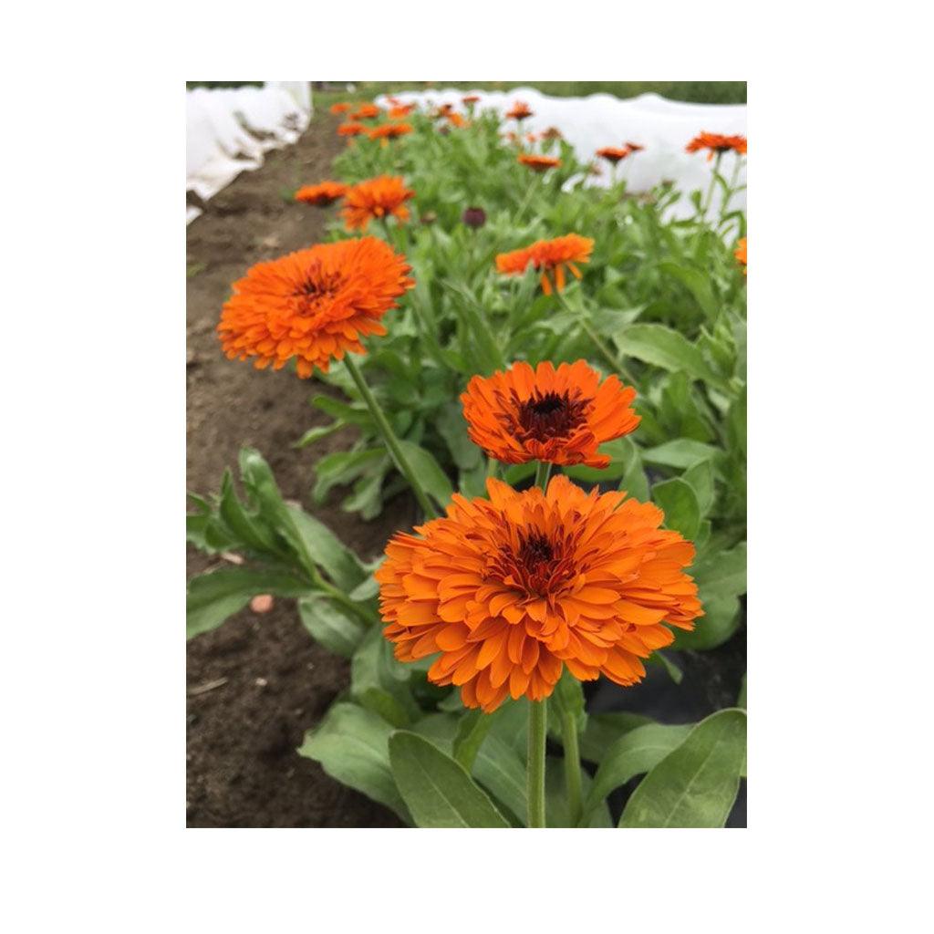 Calendula Victoria Sunset Biologique (Semences) Semences Nordiques - La Boite à Grains