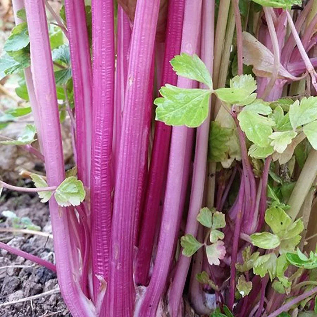 Organic Chinese Pink Celery Les Jardins de l'Écoumène - La Boite à Grains