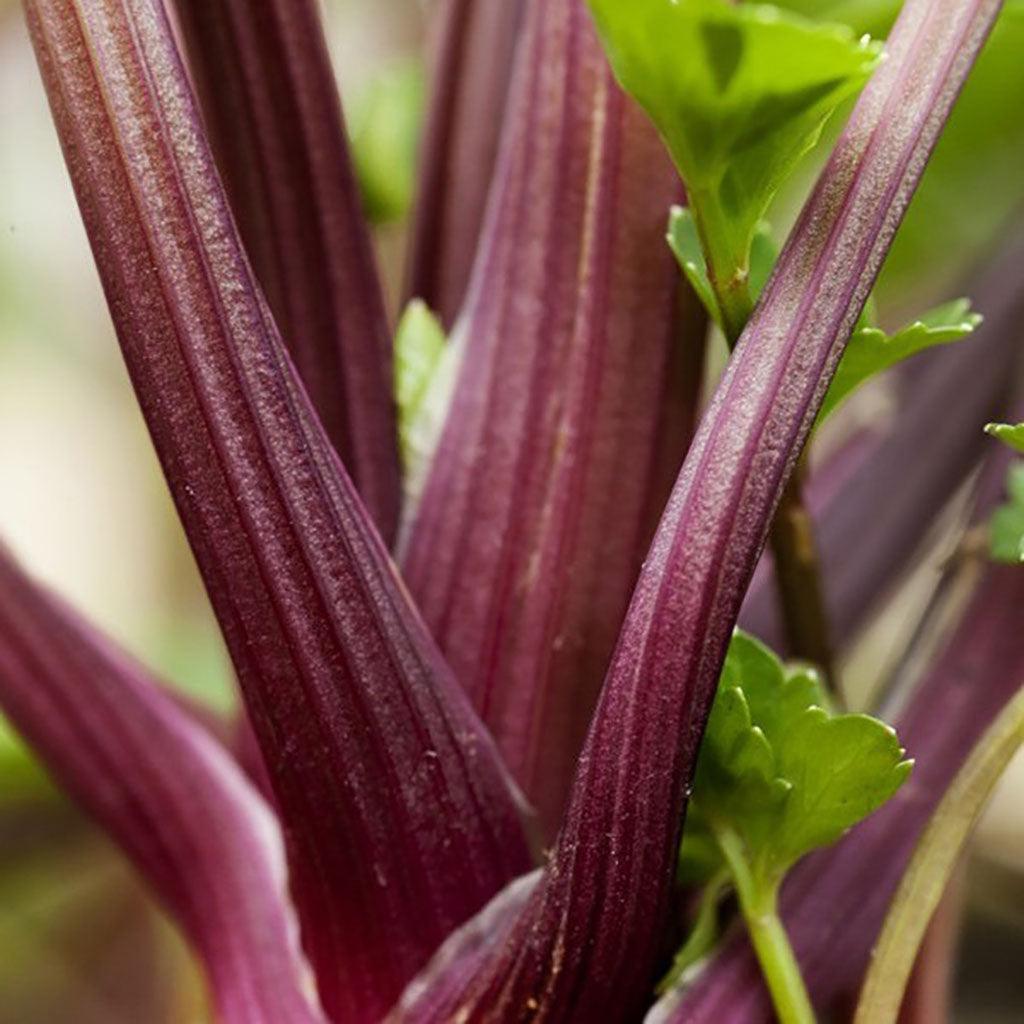 Céleri Redventure Biologique Les Jardins de l'Écoumène - La Boite à Grains