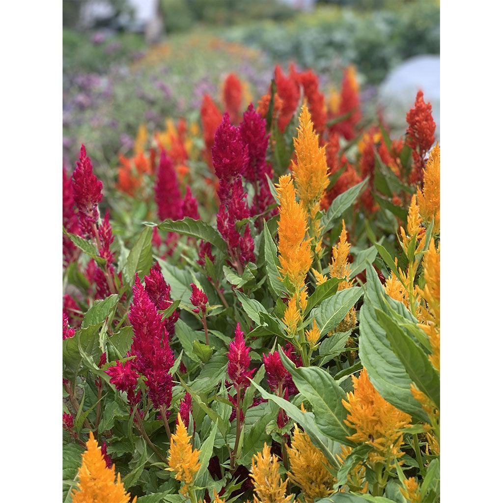 Célosie Century Mix Biologique (Semences) Semences Nordiques - La Boite à Grains