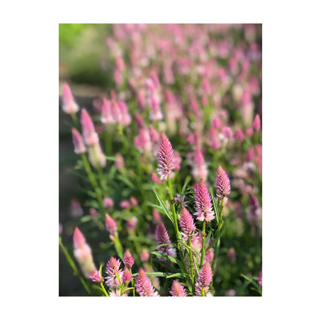 Célosie Pink Flamingo Biologique (Semences) Semences Nordiques - La Boite à Grains
