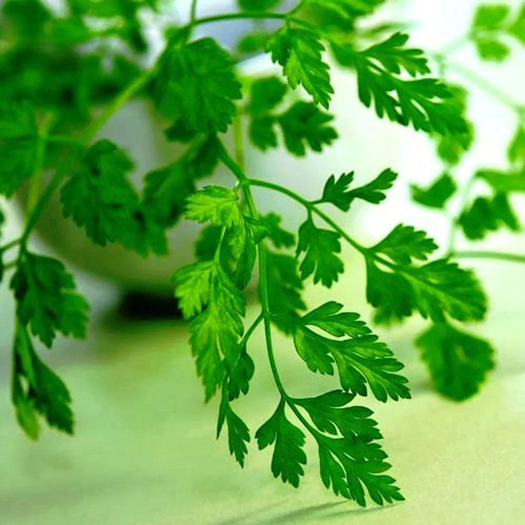 Chervil from the Organic Gardens Les Jardins de l’Écoumène - La Boite à Grains