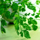 Chervil from the Organic Gardens Les Jardins de l’Écoumène - La Boite à Grains