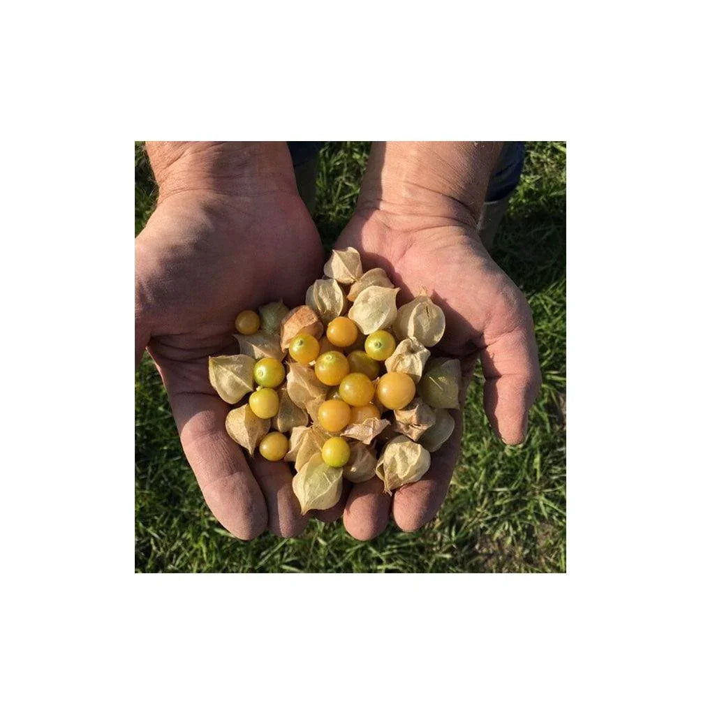 Organic Ground Cherry (Seeds) Nordic Seeds - La Boite à Grains