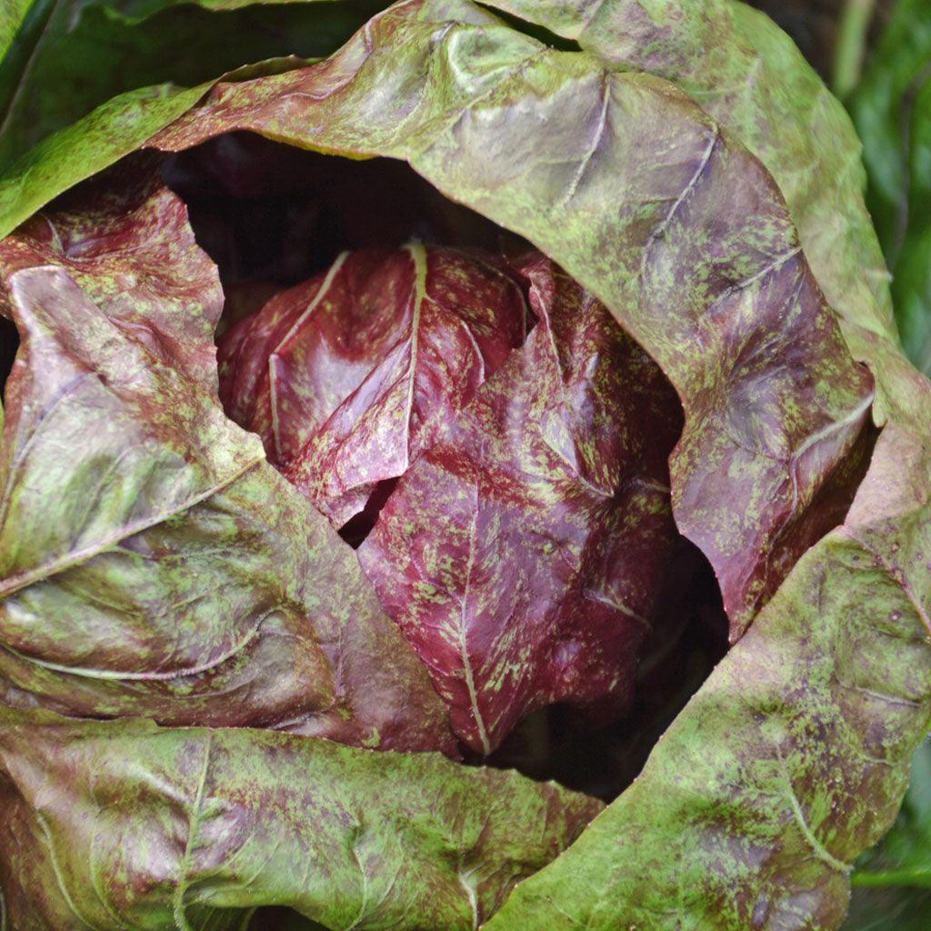 Chicorée Sauvage Palla Rossa Biologique Les Jardins de l'Écoumène - La Boite à Grains