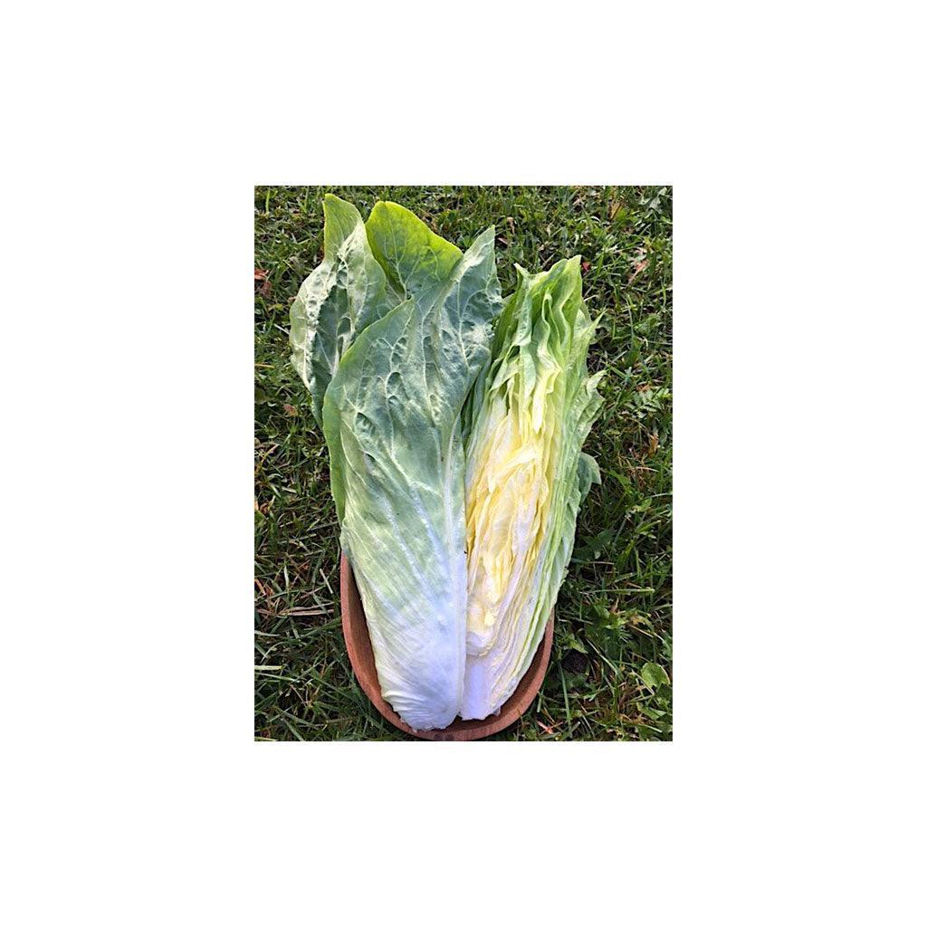 Organic Sugarloaf Chicory (Seeds) Nordic Seeds - La Boite à Grains