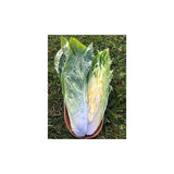 Organic Sugarloaf Chicory (Seeds) Nordic Seeds - La Boite à Grains