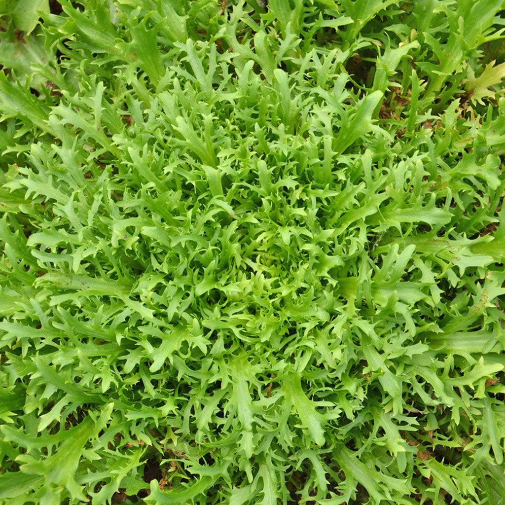 Chicorée Très Fine Maraîchère Biologique Les Jardins de l'Écoumène - La Boite à Grains