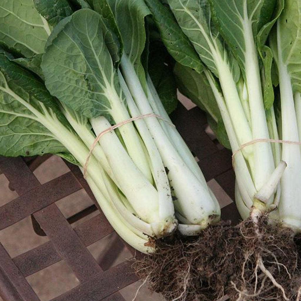 Chou Chinois Pak-Choï Prize Biologique Les Jardins de l'Écoumène - La Boite à Grains
