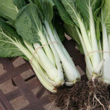 Chou Chinois Pak-Choï Prize Biologique Les Jardins de l'Écoumène - La Boite à Grains