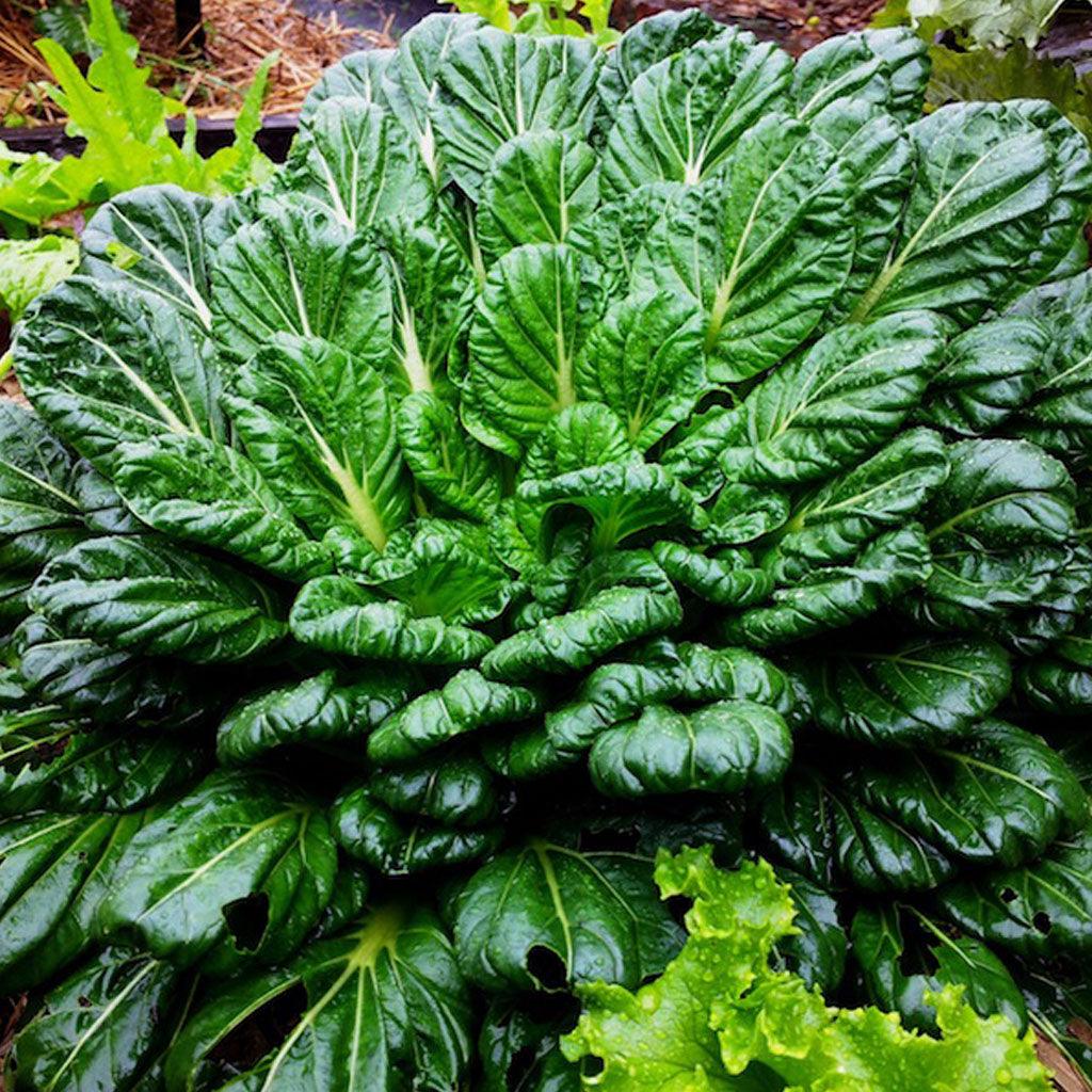 Chou Chinois Tatsoi Biologique Les Jardins de l'Écoumène - La Boite à Grains