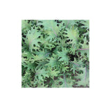 Chou Frisé Red Russian Biologique (Semences) Semences Nordiques - La Boite à Grains