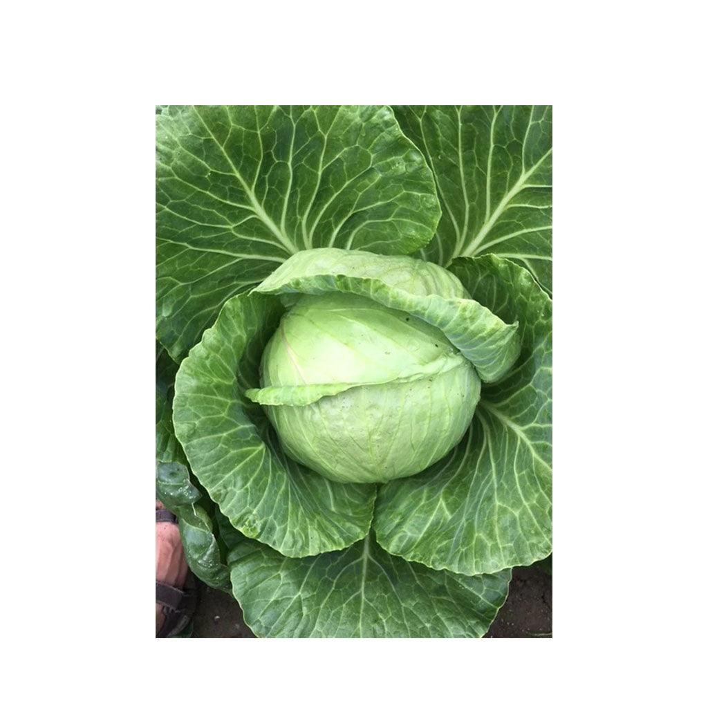 Chou Golden Acre Biologique (Semences) Semences Nordiques - La Boite à Grains