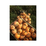 Organic Winter Luxury Pumpkin (Seeds) Nordic Seeds - La Boite à Grains