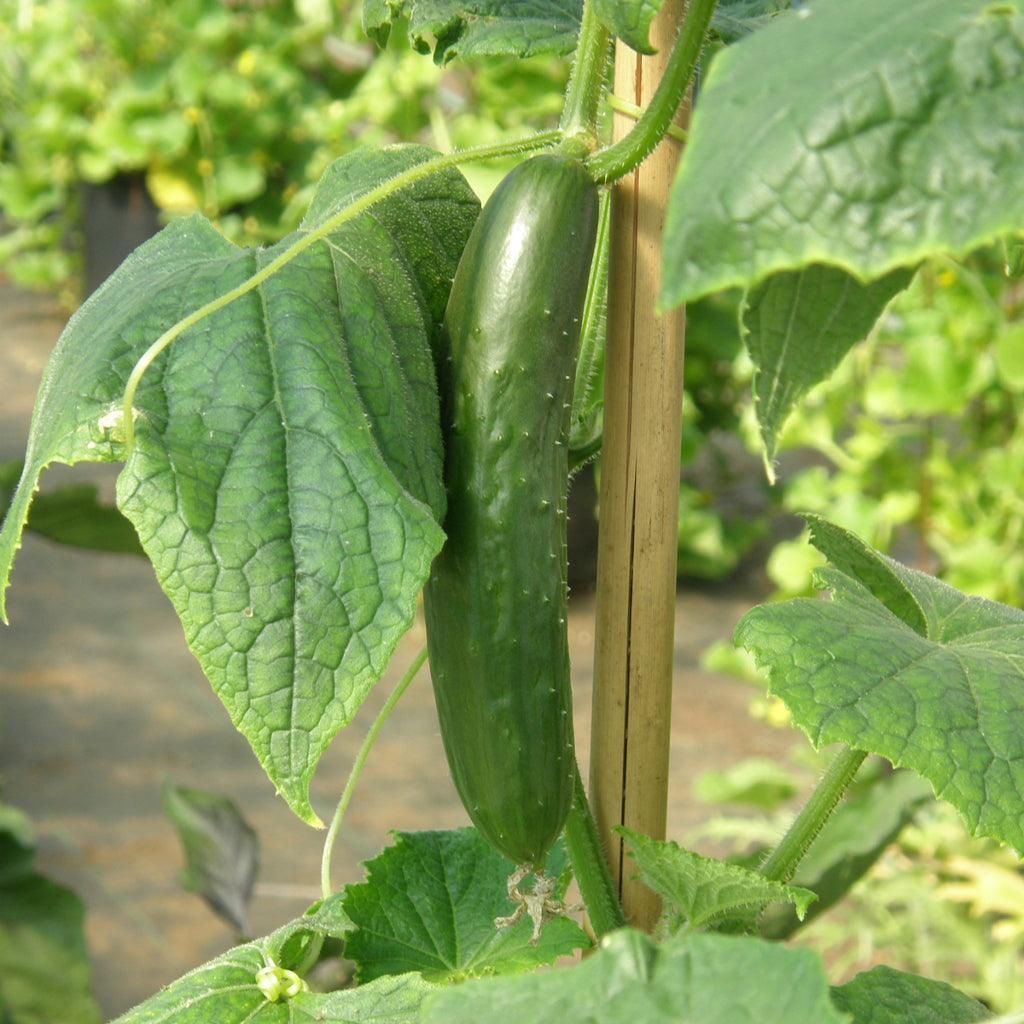 Organic Green Finger Lebanese Cucumber Les Jardins de l'Écoumène - La Boite à Grains