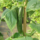Organic Green Finger Lebanese Cucumber Les Jardins de l'Écoumène - La Boite à Grains