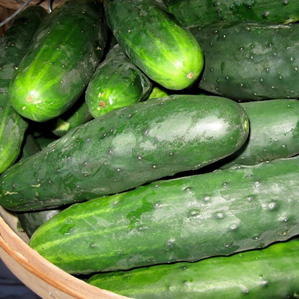 Cucumber Marketmore 76 Organic Les Jardins de l'Écoumène - La Boite à Grains
