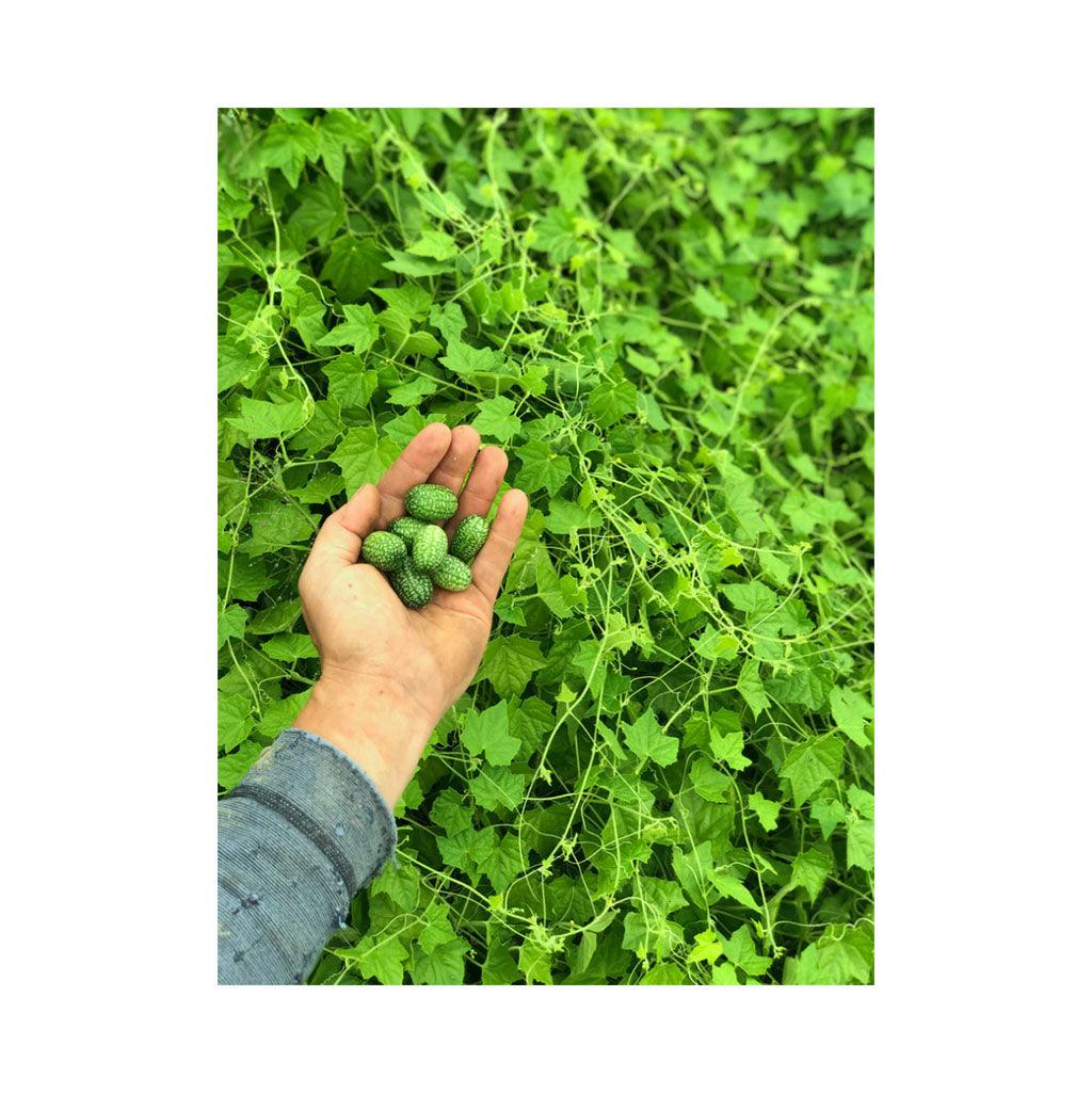 Concombre Mexicain Biologique (Semences) Semences Nordiques - La Boite à Grains