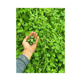 Concombre Mexicain Biologique (Semences) Semences Nordiques - La Boite à Grains