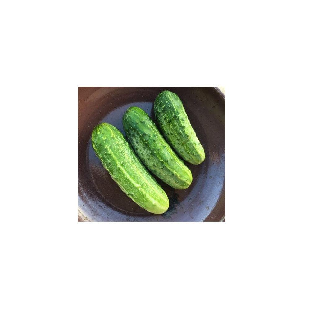 Concombre National Pickling Biologique (Semences) Semences Nordiques - La Boite à Grains