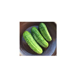 Concombre National Pickling Biologique (Semences) Semences Nordiques - La Boite à Grains