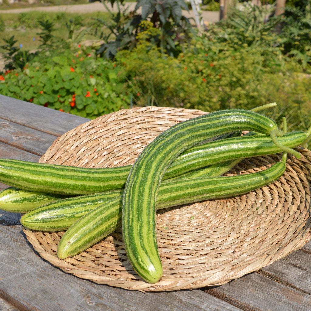 Concombre Serpent Biologique Les Jardins de l'Écoumène - La Boite à Grains