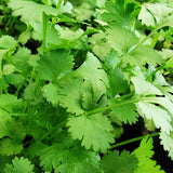 Organic Santo Coriander Les Jardins de l'Écoumène - La Boite à Grains