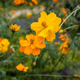 Cosmos Bright Lights Organic Les Jardins de l’Écoumène