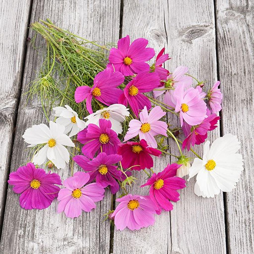 Cosmos Sensation Biologique Les Jardins de l'Écoumène - La Boite à Grains